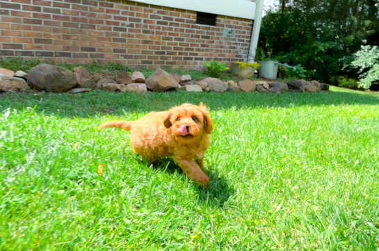 Cute Cavalier King Charles Spaniel and Poodle Mix Poodle Mix Puppy