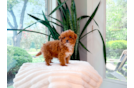 Best Cavapoo Baby