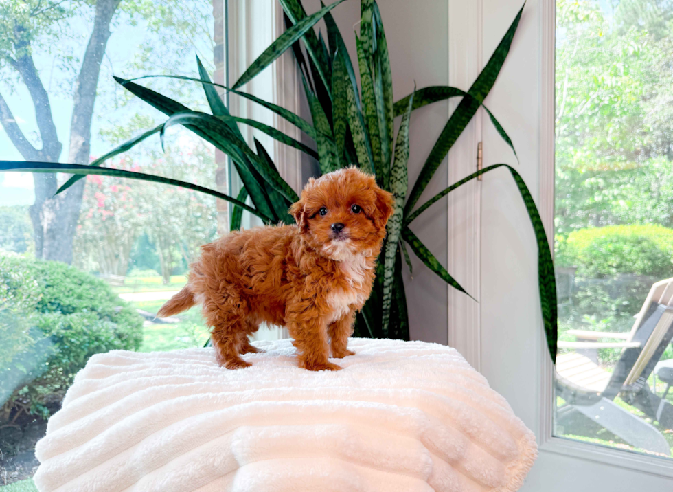 Best Cavapoo Baby