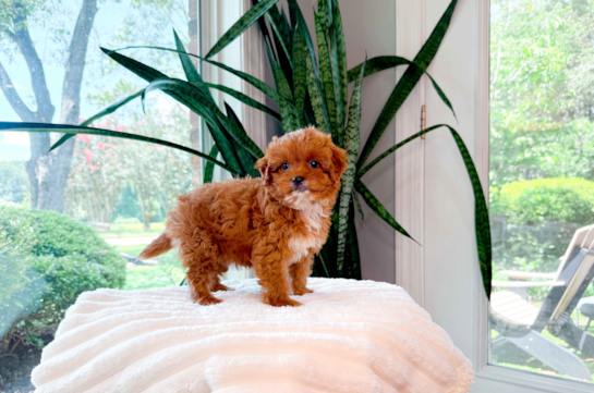 Best Cavapoo Baby