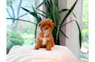 Best Cavapoo Baby