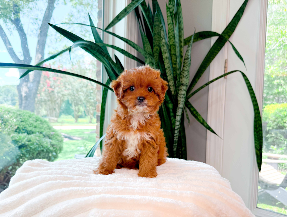 Best Cavapoo Baby