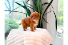 Cute Cavapoo Baby
