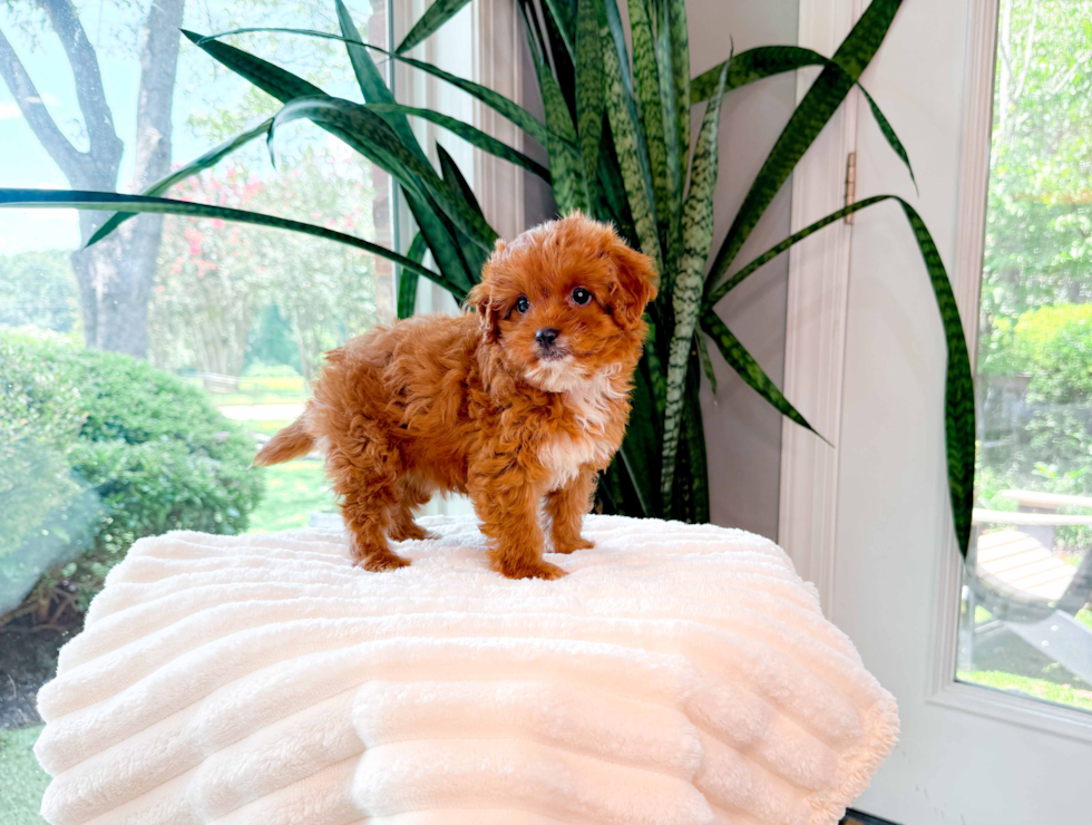 Cute Cavapoo Baby
