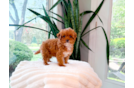 Cavapoo Puppy for Adoption