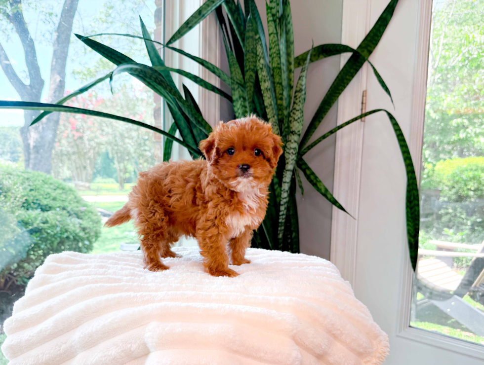 Cavapoo Puppy for Adoption