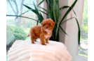Best Cavapoo Baby