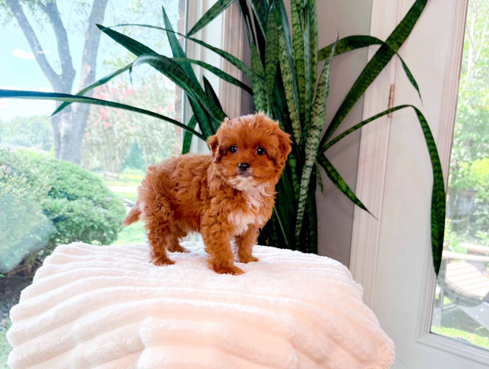 Best Cavapoo Baby
