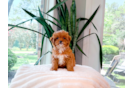 Cute Cavapoo Baby