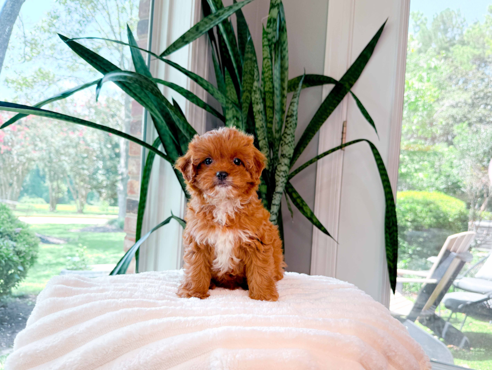 Cute Cavapoo Baby
