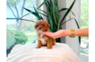 Cute Cavoodle Poodle Mix Puppy