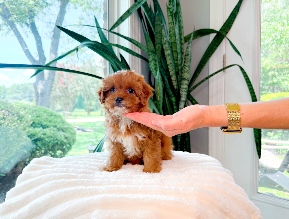 Cute Cavoodle Poodle Mix Puppy
