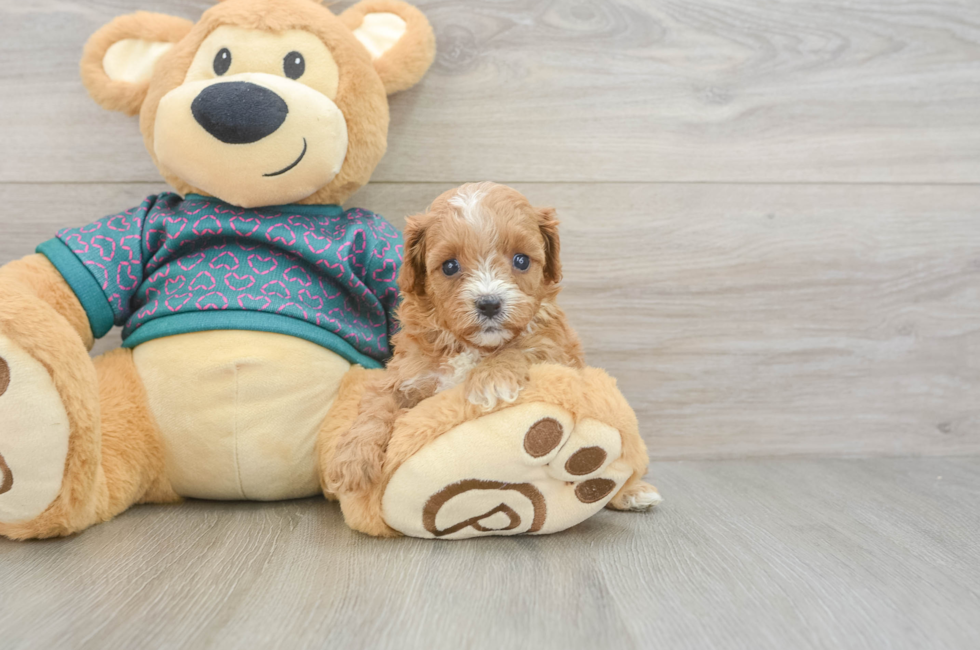 6 week old Cavapoo Puppy For Sale - Simply Southern Pups