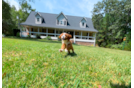 Cute Cavapoo Poodle Mix Pup