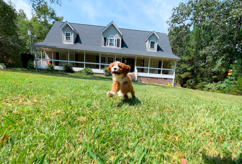 Cute Cavapoo Poodle Mix Pup
