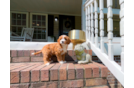 Cavapoo Pup Being Cute