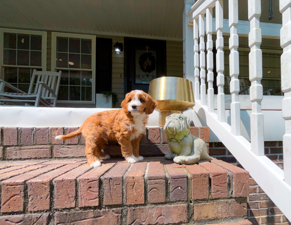 Cavapoo Pup Being Cute