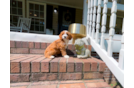 Cavapoo Pup Being Cute