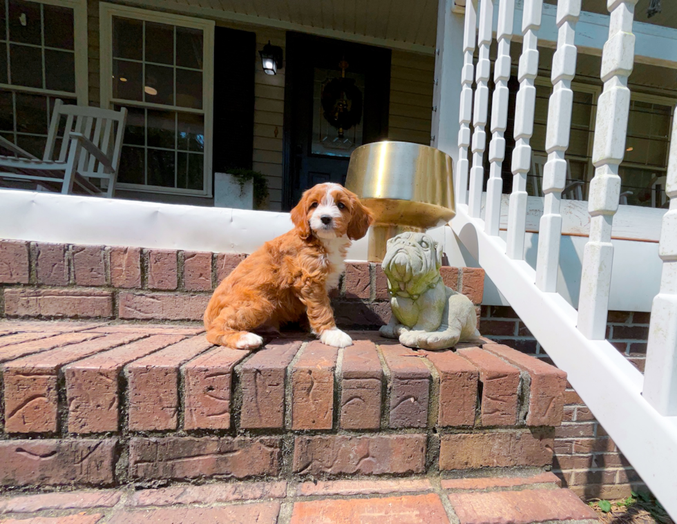 Cavapoo Pup Being Cute