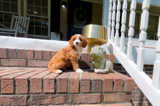 Cavapoo Pup Being Cute
