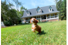 Best Cavapoo Baby