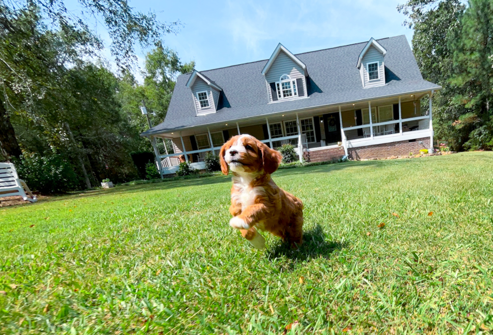 Best Cavapoo Baby