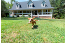 Cavapoo Puppy for Adoption