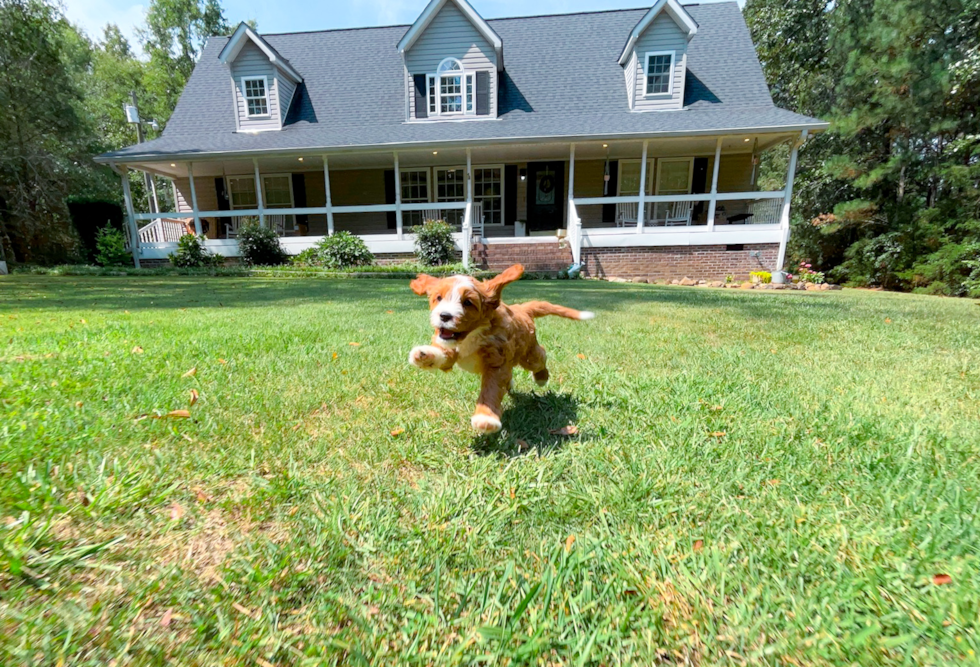 Cavapoo Puppy for Adoption