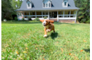 Cavapoo Pup Being Cute