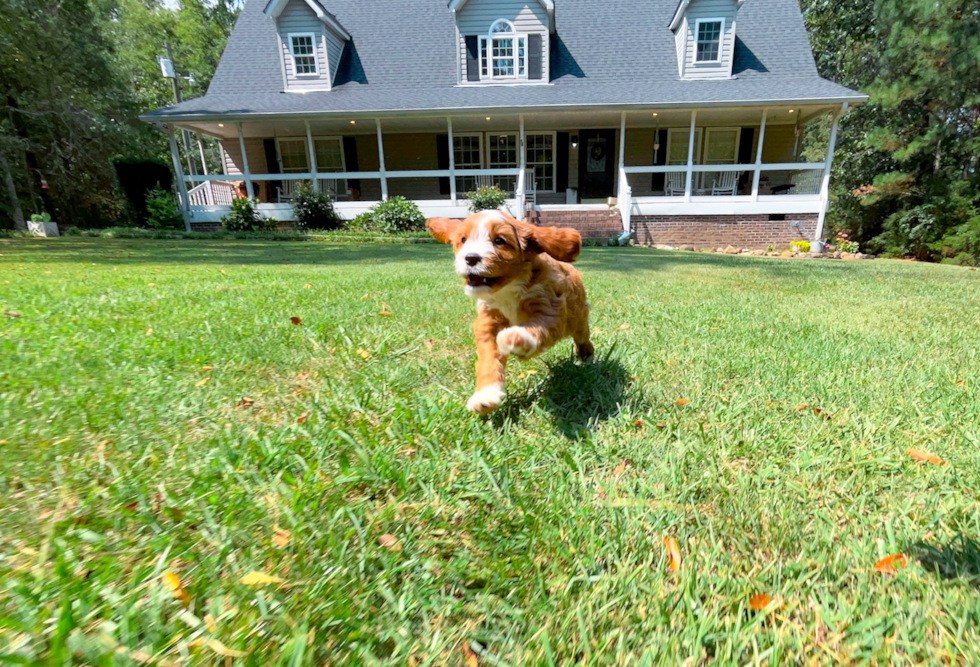Cavapoo Pup Being Cute