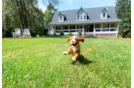 Cute Cavadoodle Poodle Mix Puppy