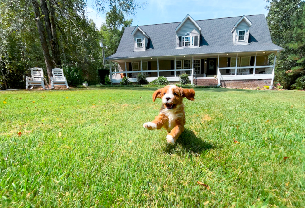 Cute Cavadoodle Poodle Mix Puppy