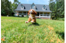 Cute Cavapoo Baby