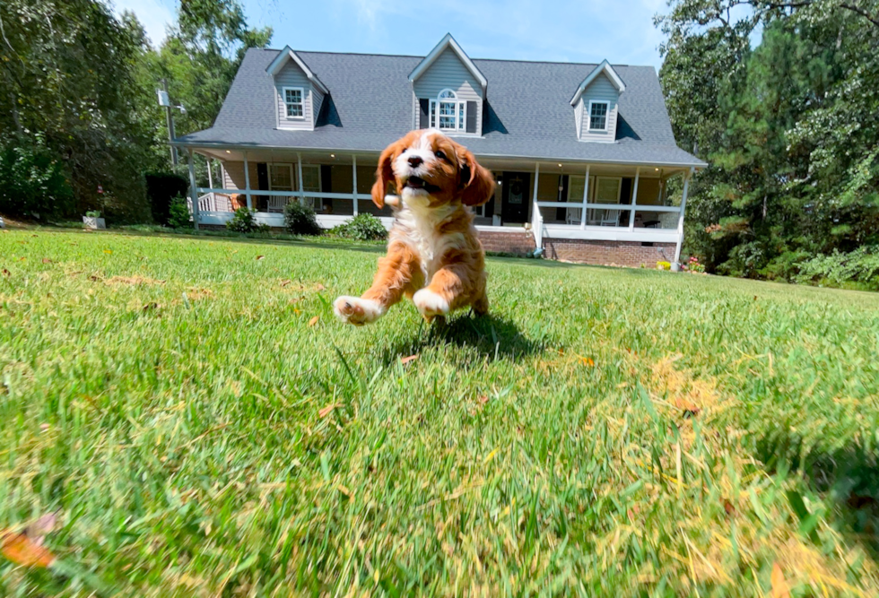 Cute Cavapoo Baby