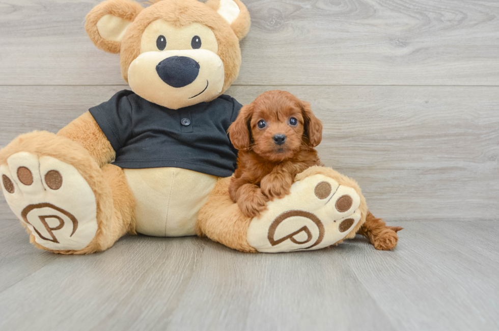 6 week old Cavapoo Puppy For Sale - Simply Southern Pups