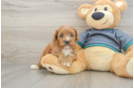 Happy Cavapoo Baby
