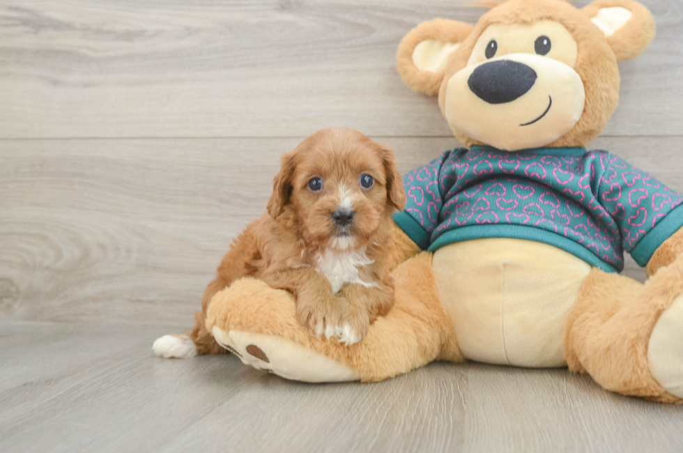 6 week old Cavapoo Puppy For Sale - Simply Southern Pups