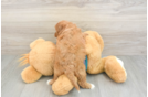 Cavapoo Pup Being Cute