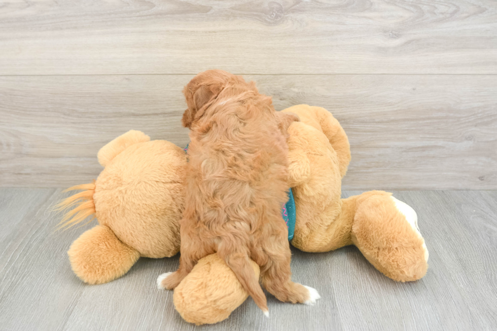 Cavapoo Pup Being Cute