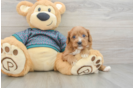 Best Cavapoo Baby