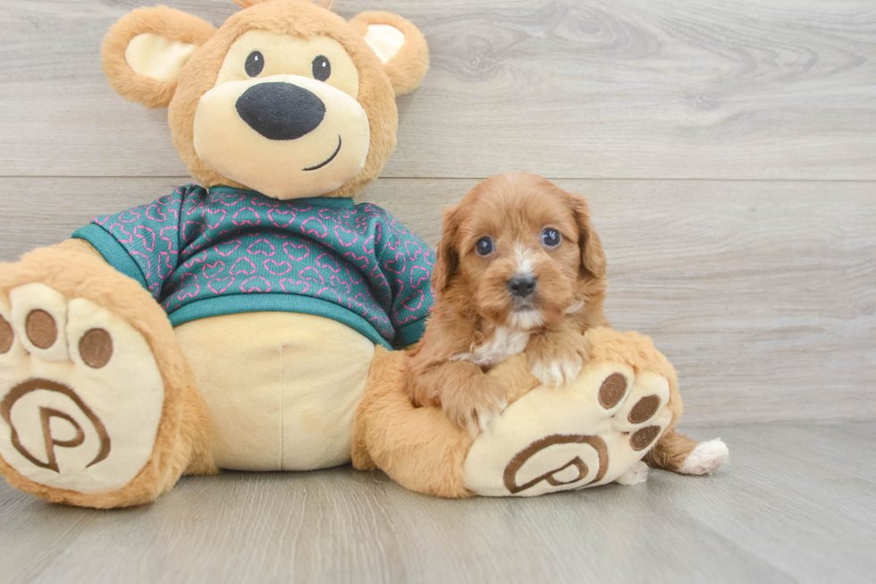 Best Cavapoo Baby