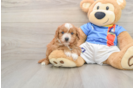 Cavapoo Puppy for Adoption