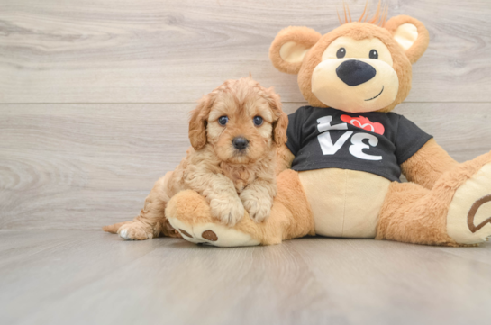 Cavapoo Pup Being Cute