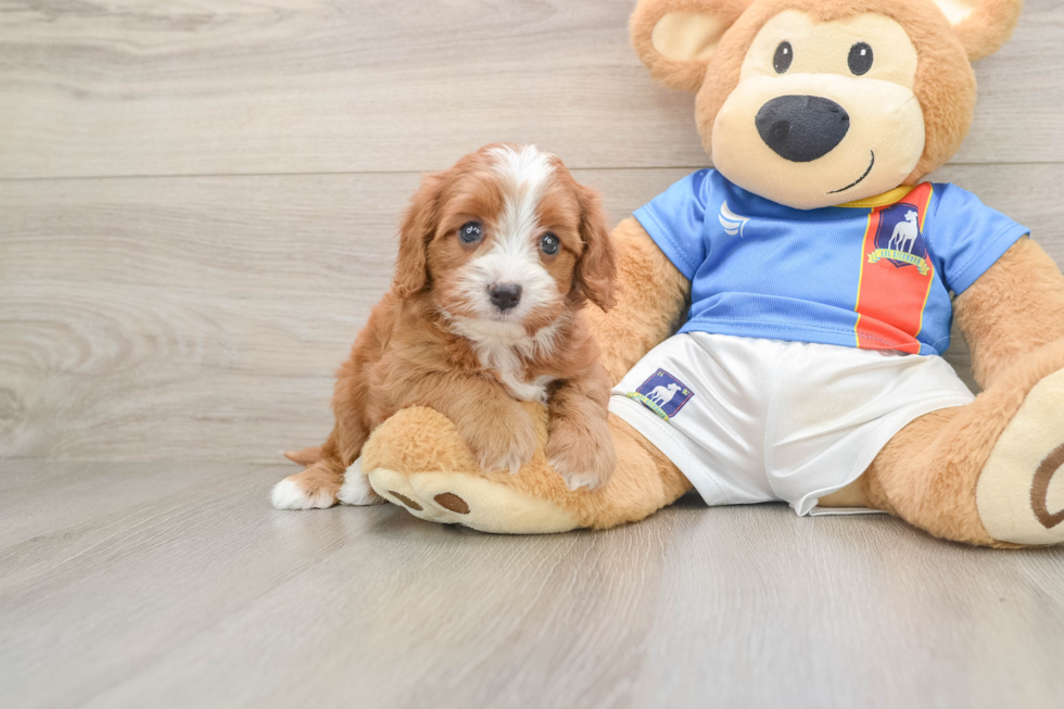 Adorable Cavalier King Charles Spaniel and Poodle Mix Poodle Mix Puppy