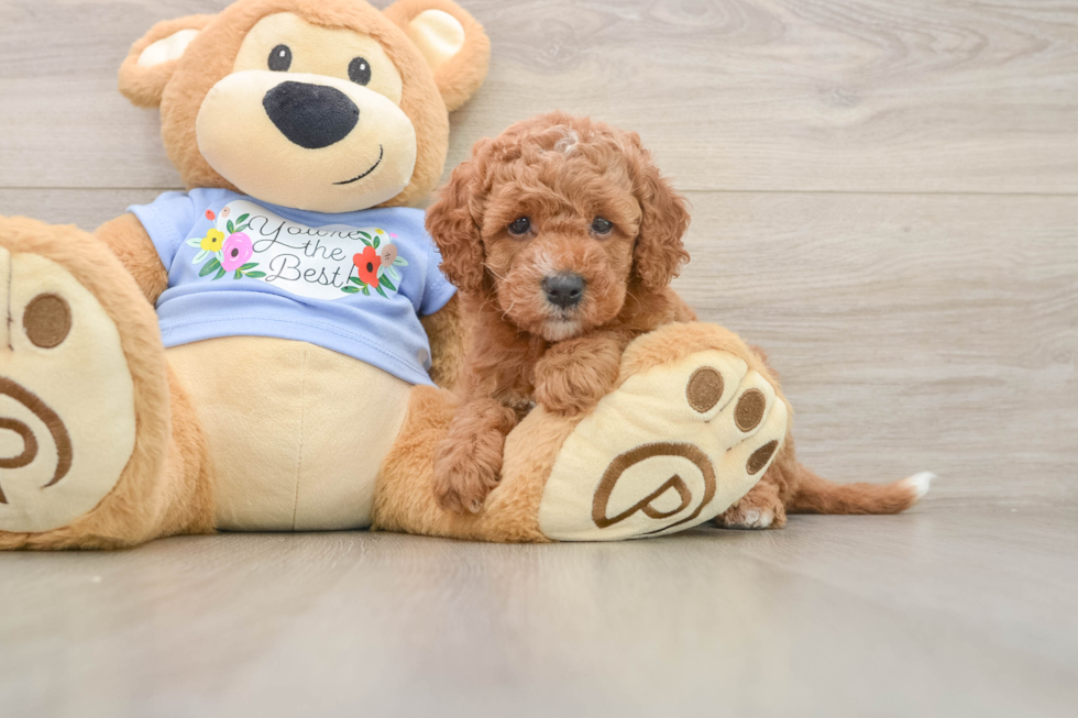 Best Cavapoo Baby