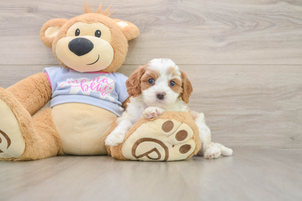 Best Cavapoo Baby