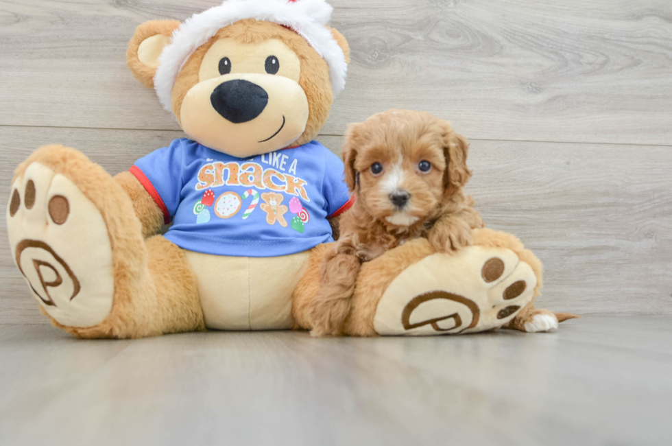 5 week old Cavapoo Puppy For Sale - Simply Southern Pups