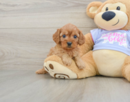 8 week old Cavapoo Puppy For Sale - Simply Southern Pups