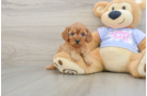Cavapoo Pup Being Cute