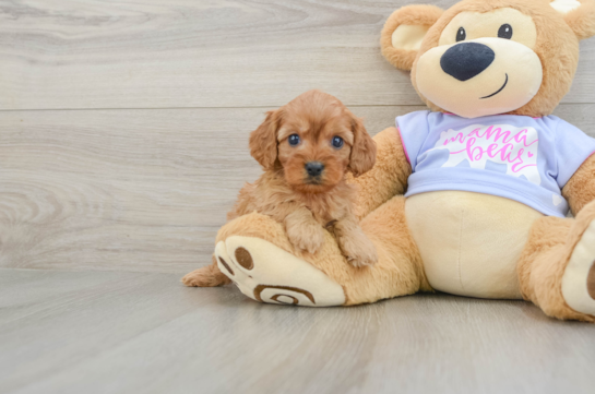 Cavapoo Pup Being Cute